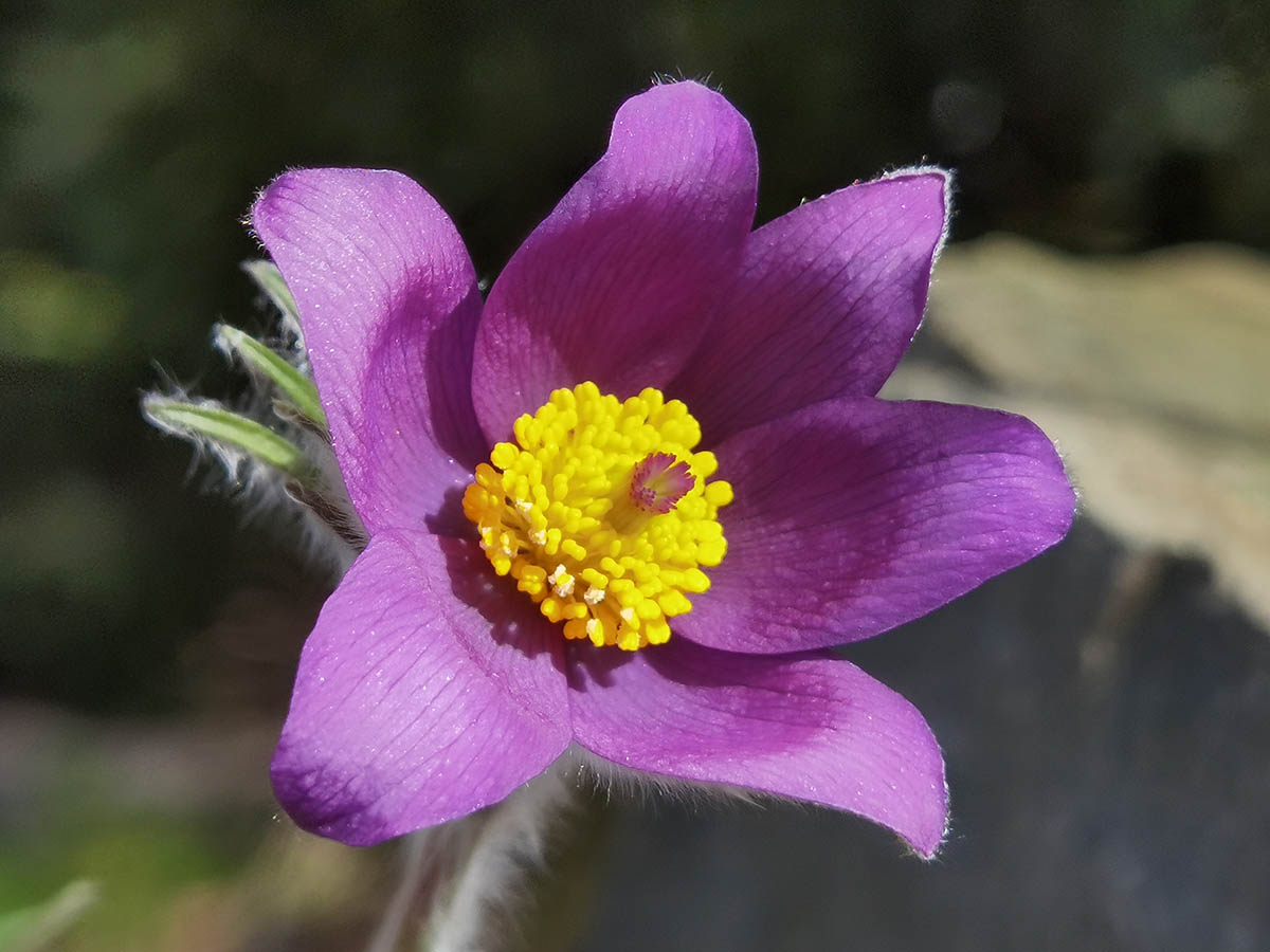 Pulsatilla patens
